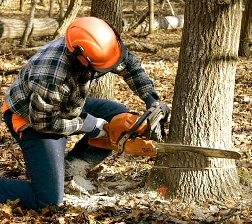 Tree Removal in Bradley, AR